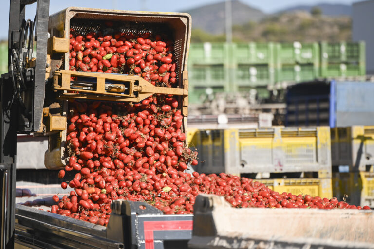 Una Tomatina de Bunyol amb sabor de la Llosa