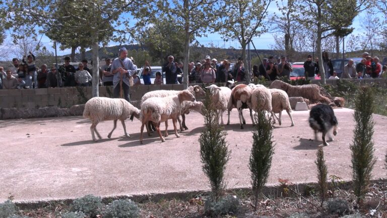 Alta participació en la I  Fira de l’Ovella i la Cabra de Vilafranca