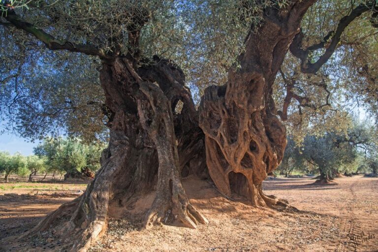 Oleum, Jornadas del Aceite de Oliva y la Cultura Gastro contará con más de 35 expositores